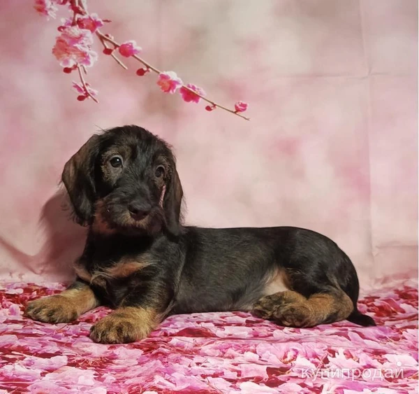 Фото Щенки таксы стандартной жесткошерстной.