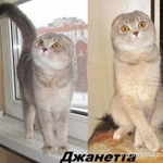 Фото №10 шотландские котята и взрослые кошки