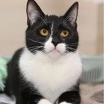 Фото №6 Гарик и Гошик