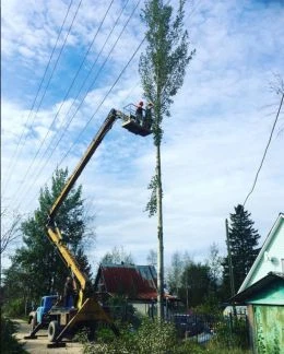 Фото СПИЛ ДЕРЕВЬЕВ, ОБРЕЗКА 