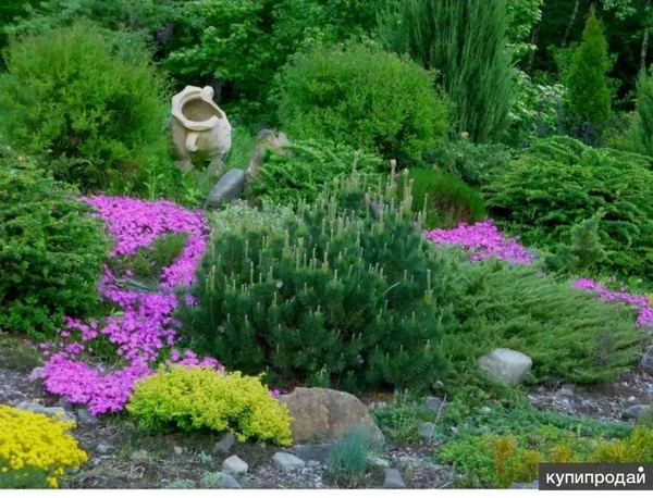 Фото Садовые растения