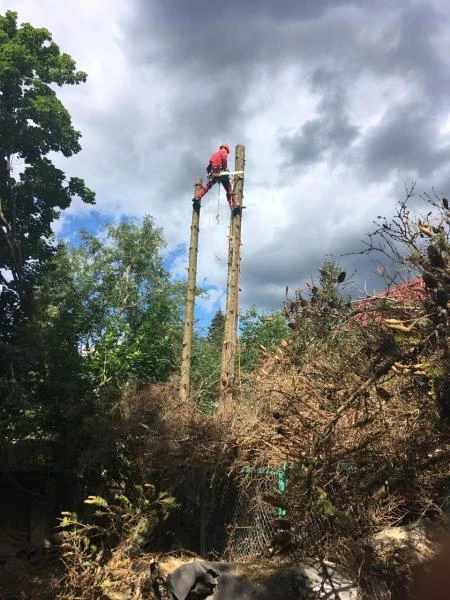 Фото Удаление деревьев 