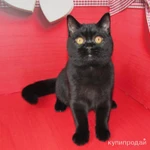 фото Шотландский черный котик из питомника