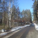 Фото №3 ПРОШЛО 2 ГОДА. Спил деревьев - КОМАРОВО. (Зеленогорск) 