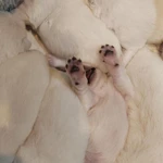 Фото №3 Щеночки Белой Швейцарской Овчарки