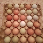 Фото №4 Домашние яйца.