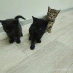 Фото №4 Отдадим котят в добрые руки