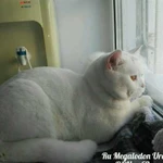 Вязка. Британский белый кот с родословной