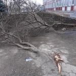 Фото №10 Благоустройство Территории.Изготовление Газонов.Озеленение.