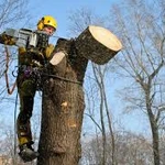 Спил деревьев,кустарников,веток,распилка деревьев