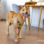 Дина ищет дом и семью!