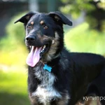 фото Чарлик ищет семью