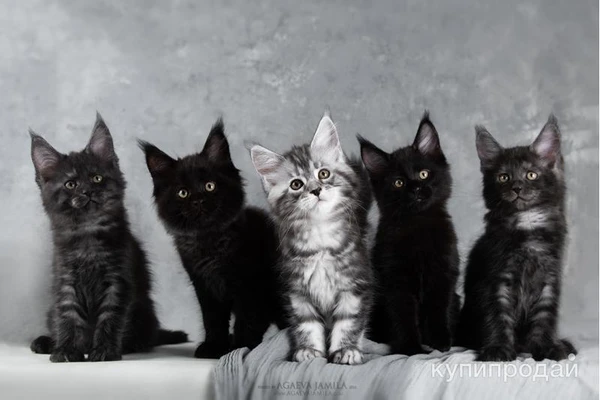 Фото Мейн-кун котята от Чемпионов