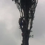 Фото №4 Спил обрезка деревьев