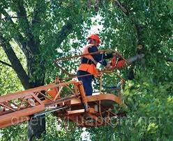 Фото спил деревьев любой сложности