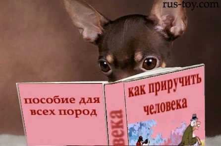 Фото Дрессировка собак любых пород