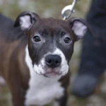 Фото №8 Щенки стаффордширского терьера