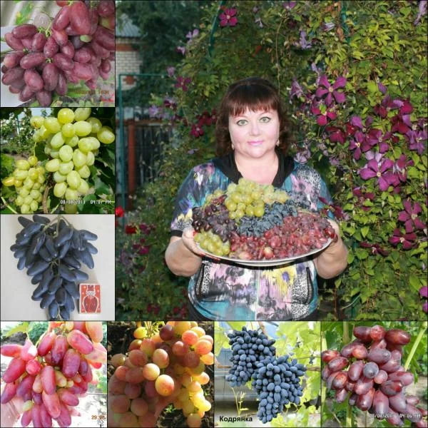 Фото Саженцы винограда ,хризантемы