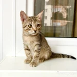 фото Маленькая котёнка Тина в добрые руки