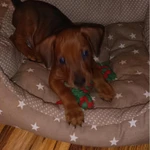 Фото №3 Щенки немецкого пинчера