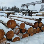 Фото №3 Кедр кругляк продажа оптом.