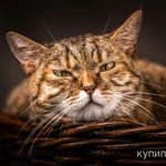 фото Фиона - серьёзная кошечка