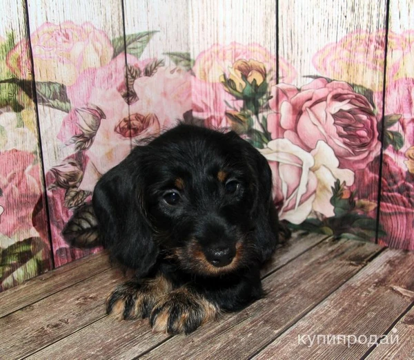 Фото Такса жесткошерстная