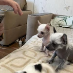 Фото №5 Продаю щенков китайской хохлатой