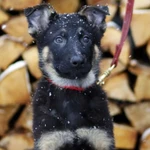 Фото №5 щенки немецкой овчарки