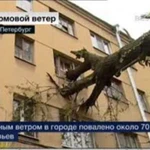 Фото №4 Спил деревьев
