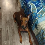 Фото №8 Щенки немецкого пинчера