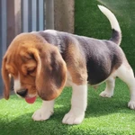 фото Биглята