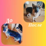 Фото №9 Груминг услуги