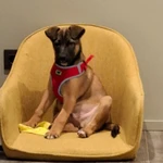 Фото №4 Отдам щенка в хорошие руки совершенно бесплатно