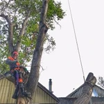 Фото №8 Спил деревьев.Вывоз веток.Арбористика