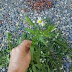 Фото №6 Тонколучник. Цена за 100 грамм.