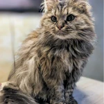 Фото №7 Отдаем кошечку Бэмби в добрые руки.