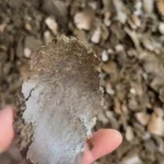 фото Жмых подсолнечный