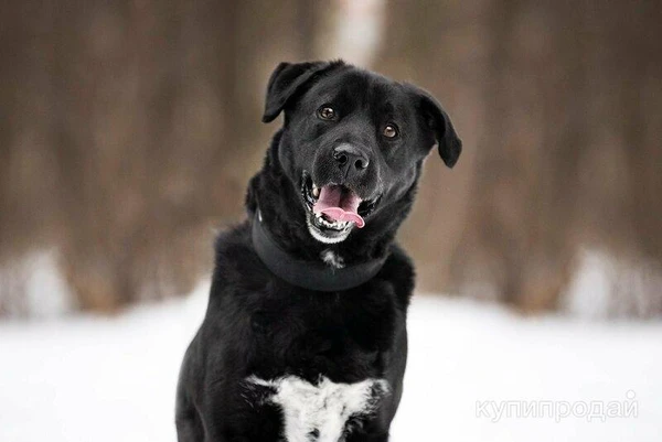 Фото Чёрный богатырь Макс в добрые руки