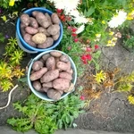 фото Продам картошку