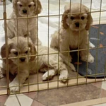 Фото №3 Продаются щенки.