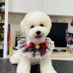 Фото №2 Щенки Бишон Фризе.