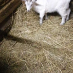 Фото №2 Козочка