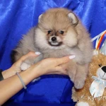 Фото №3 Щенок померанского шпица- мальчик