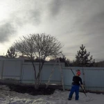 Фото №5 Обрезка деревьев, Кронирование, стрижка изгороди