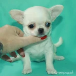 Фото №7 чихуахуа белая ГШ девочка шоу