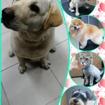 Фото №6 Стрижка собак всех пород и кошек