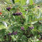 фото Ягоды Аронии (Черноплодная рябина)