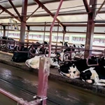 Фото №3 Продажа крс оптом живым весом