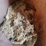 Фото №2 Бузины чёрной цвет . Цена за 100 грамм.